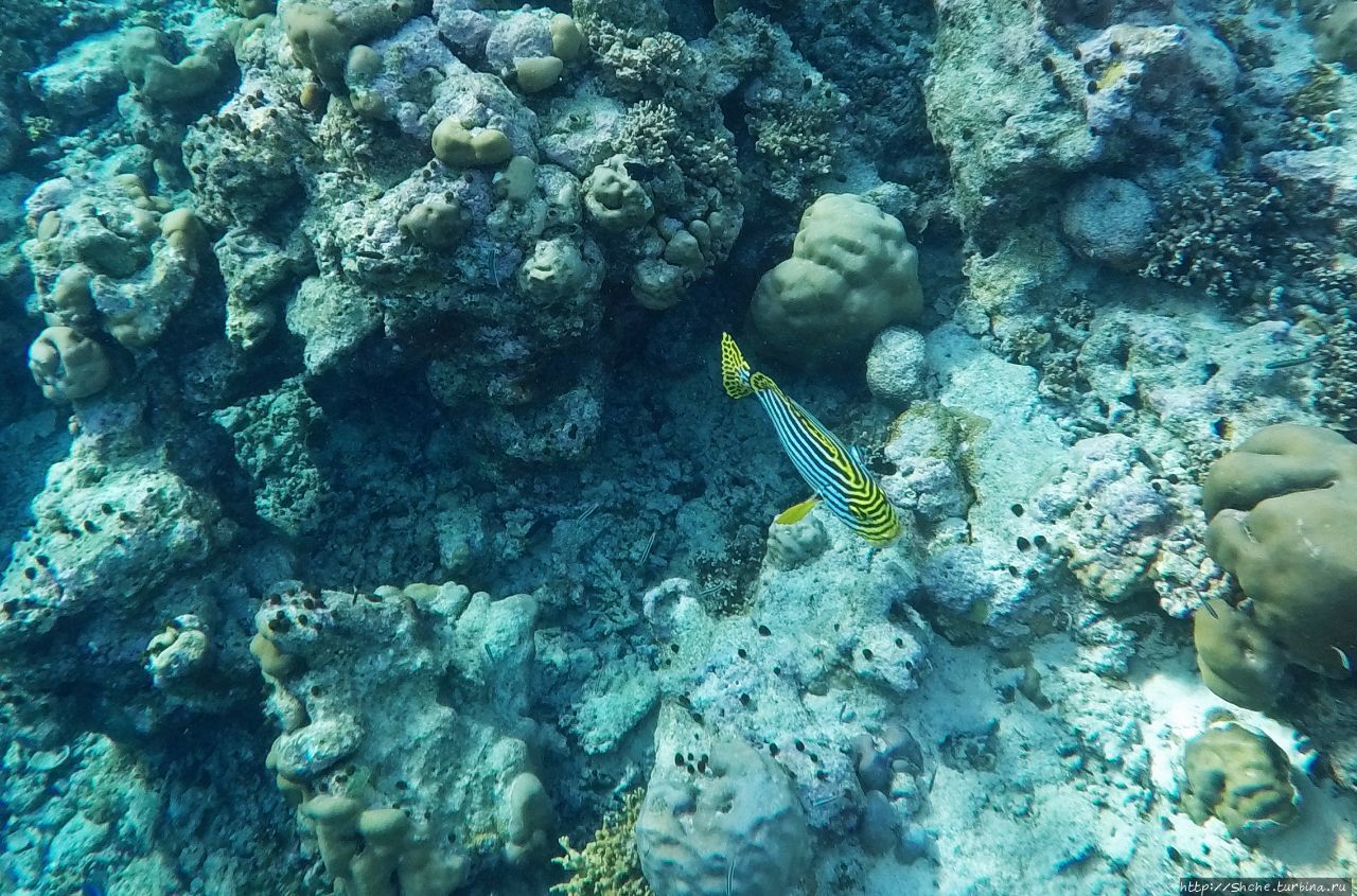 Подводный риф Фуравери, Мальдивские острова