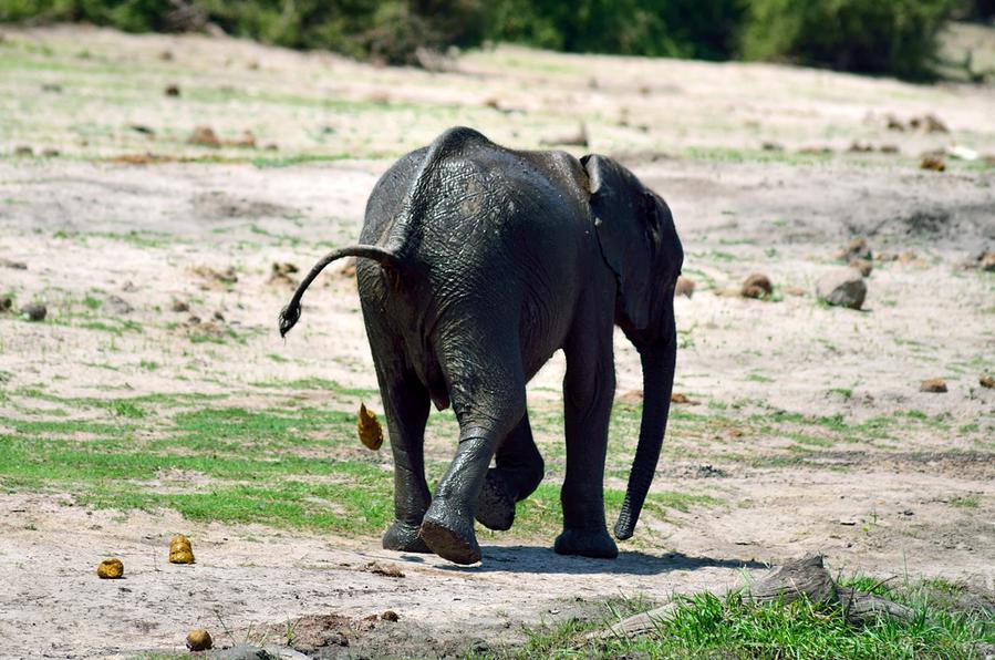 Какающий слоненок :) Национальный парк Чобе, Ботсвана