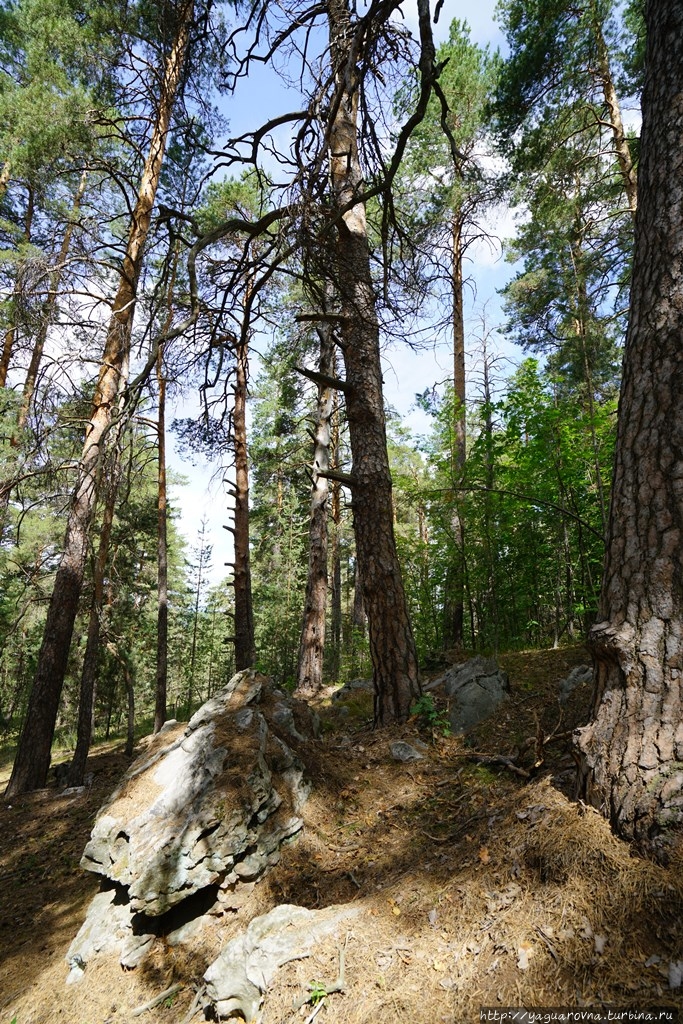 Рачейский бор Старая Рачейка, Россия