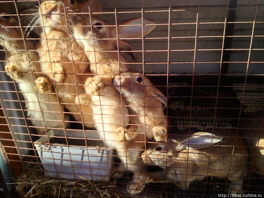 Много кроликов. Что удивило — для того, чтобы посетителям было чем кормить животных, приготовлена нарезка моркови и сахар-рафинад Барнаул, Россия