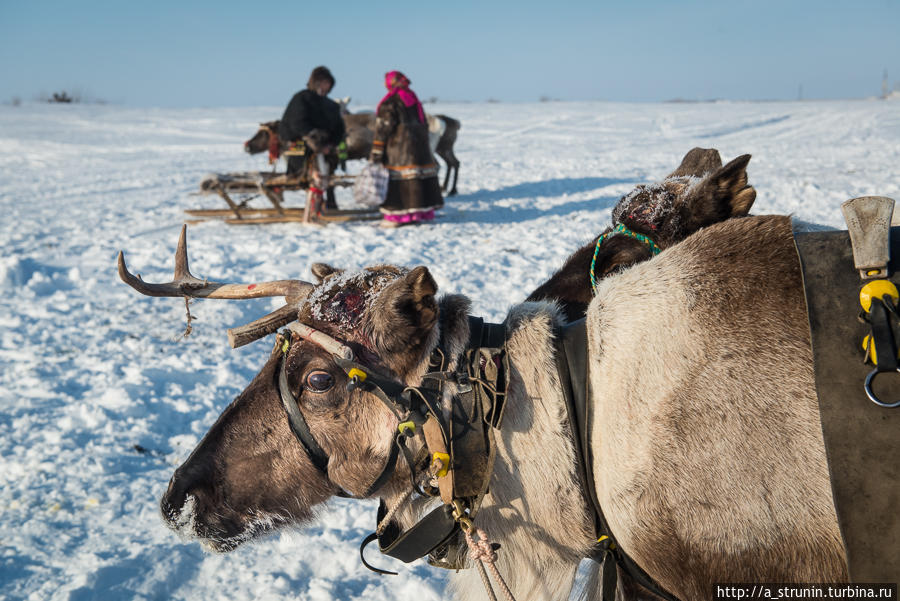 Салехардские зимние игры Салехард, Россия