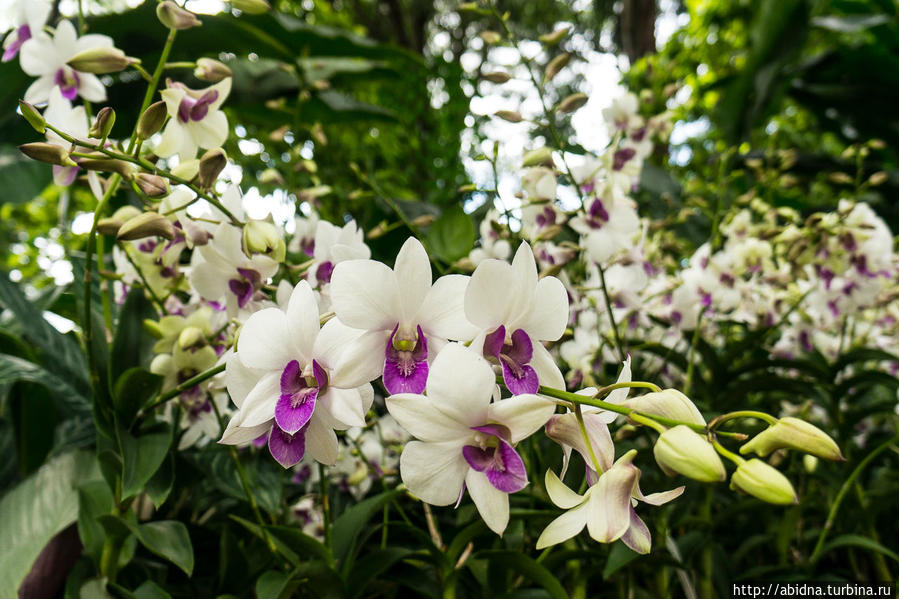 Самый-самый Сад орхидей в Сингапуре Сингапур (город-государство)