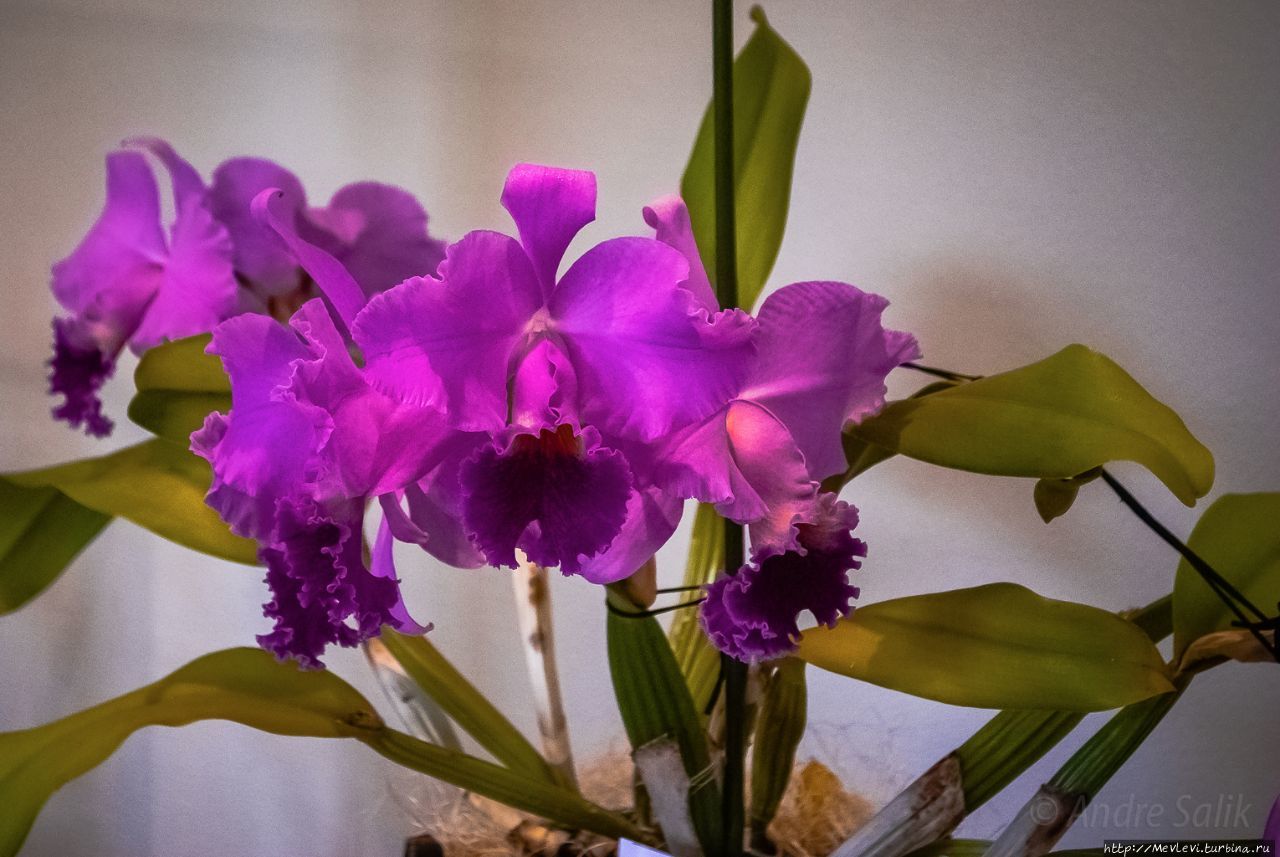 В Музее природы выставка орхидей Рига, Латвия