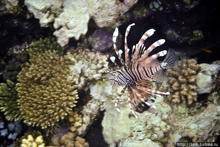 Крылатка воин (Devil firefish) Набк, Египет