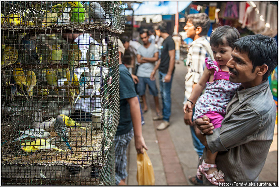 Попугаи на рынке. Здесь всегда много детей с родителями. И что интересно, такие вот попугаи в индийских городах летают прямо на воле — особенно внутри всяких достопримечательностей, типа фортов, где можно вольготно свить гнездо...
* Мумбаи, Индия