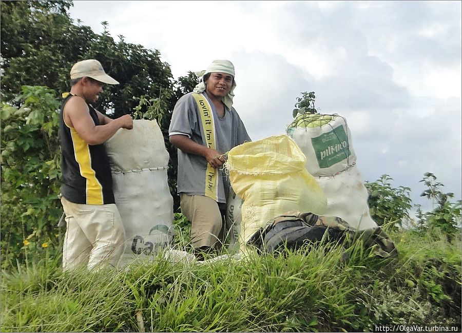 Судя по улыбкам фермеров, урожай удался Остров Минданао, Филиппины