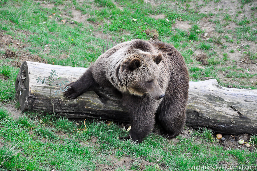 Берн и медведи Берн, Швейцария