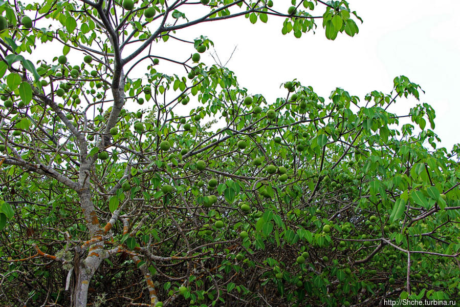 ближе к побережью кактусовый лес перешел в форму зеленых насаждений Пуэрто-Айора, остров Санта-Крус, Эквадор