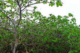 ближе к побережью кактусовый лес перешел в форму зеленых насаждений