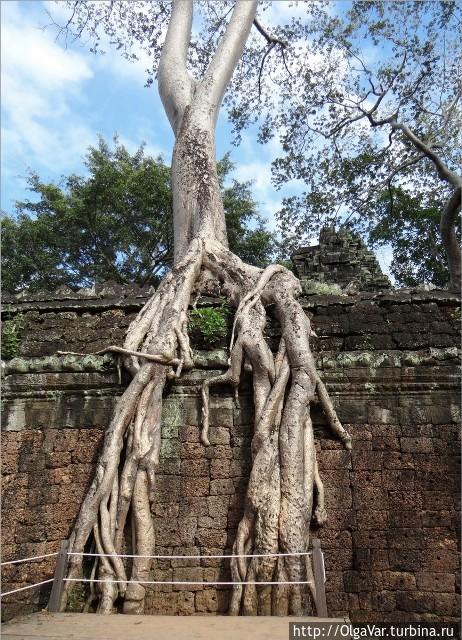 Самое популярное и изящное дерево Та Прома Провинция Сиемреап, Камбоджа