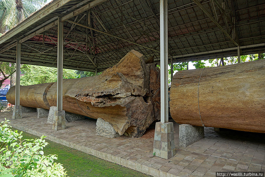 Стволы старинных деревьев на хранении. Ява, Индонезия