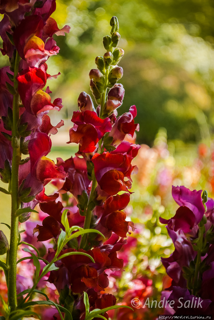 Шираз  сад Эрам Шираз, Иран