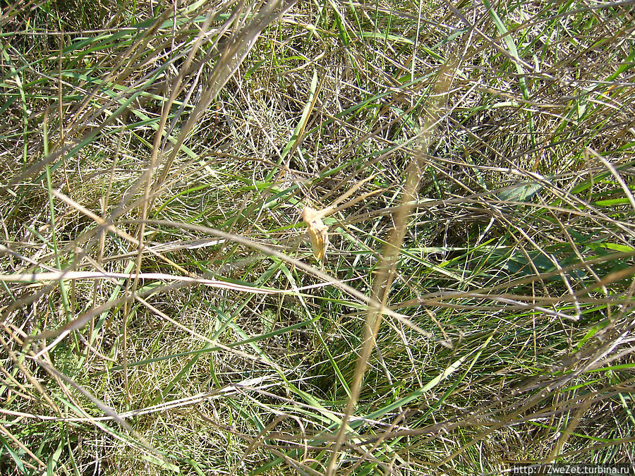 Хищное степное насекомое — богомол Скалистое, Россия