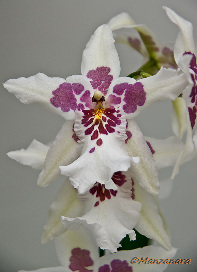 Такие разные орхидеи Кёкенхоф, Нидерланды