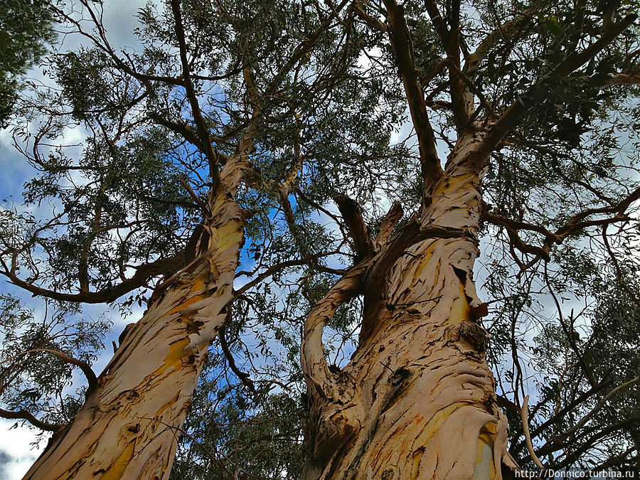 Эвкалипт — дерево чудес или просто чудесное дерево? Каталония, Испания