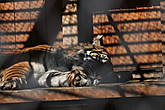 Амурский тигр (Panthera tigris altaica)

 В Минском зоопарке содержится самка амурского тигра по кличке Алиса. Она прибыла из зооцирка Кубань в 2001 году восьмимесячным тигренком. По натуре тигры одиночки и Алиса — не исключение. Она спокойная и необщительная. Рацион Алисы в основном составляет мясо, 8 кг говядины на кости в день, также в него входят молоко и яйца. Раз в неделю тигрице устраивают разгрузочный день для профилактики ожирения.