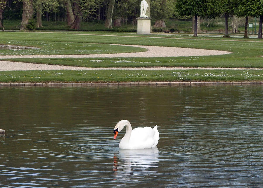 Лебединая сказка в парке Шантийи Шантийи, Франция