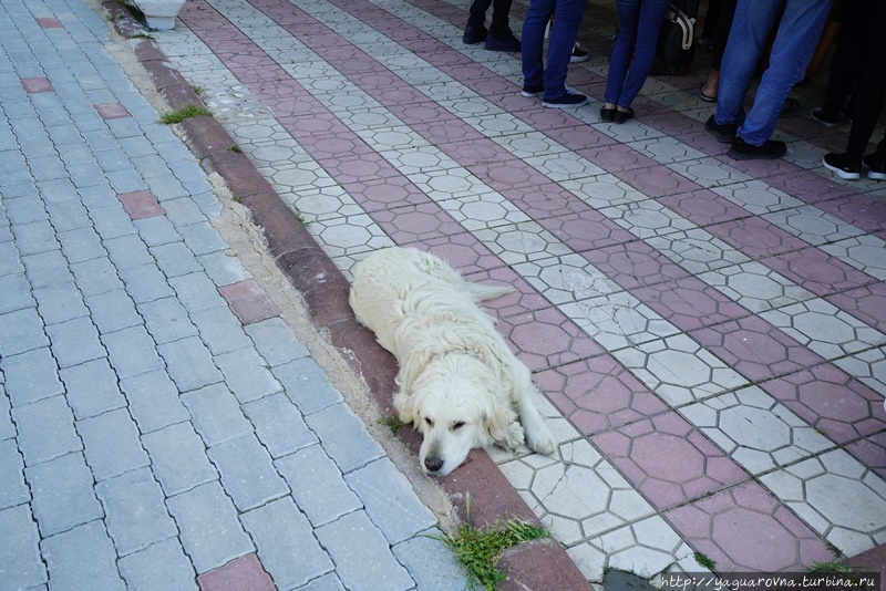 Приена Гюльбахче, Турция