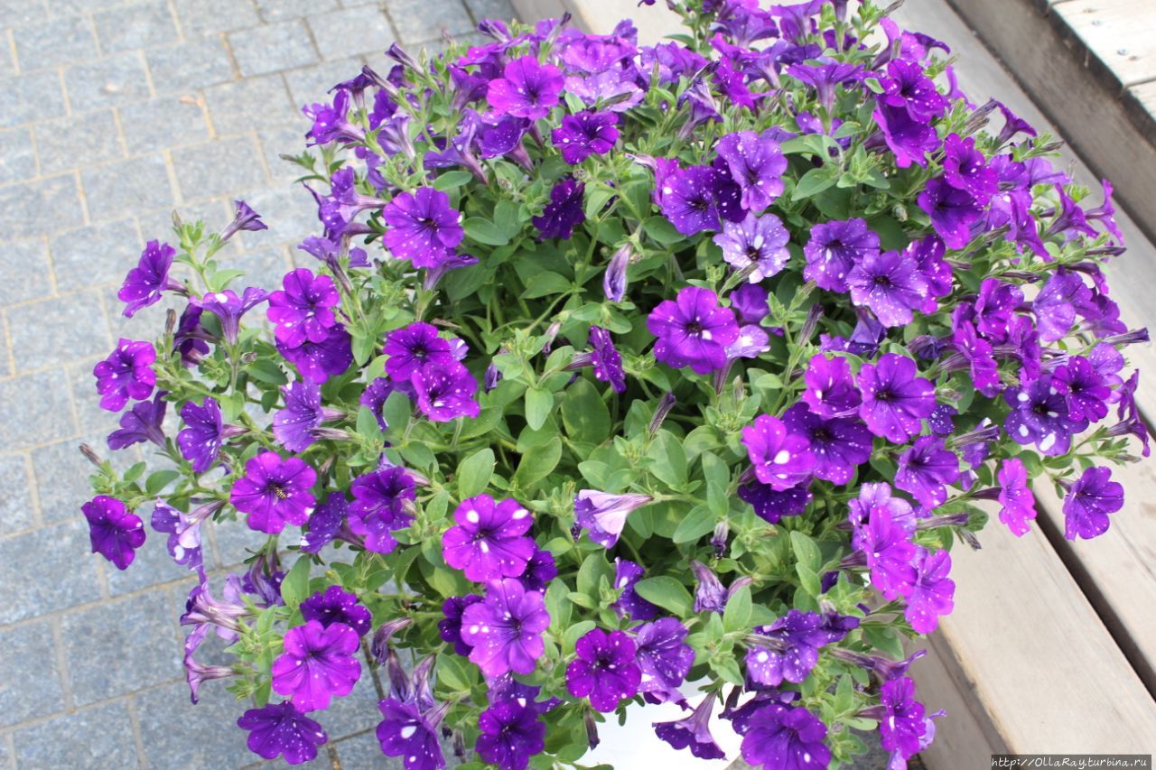 Вернёмся на улицы Москвы, где цвет настроения синий, но при этом радостный. Ну потому что петуния не может не радовать!