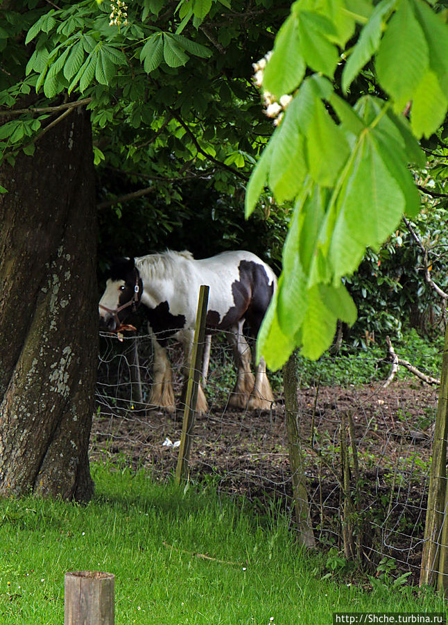 хозяйская лошадь