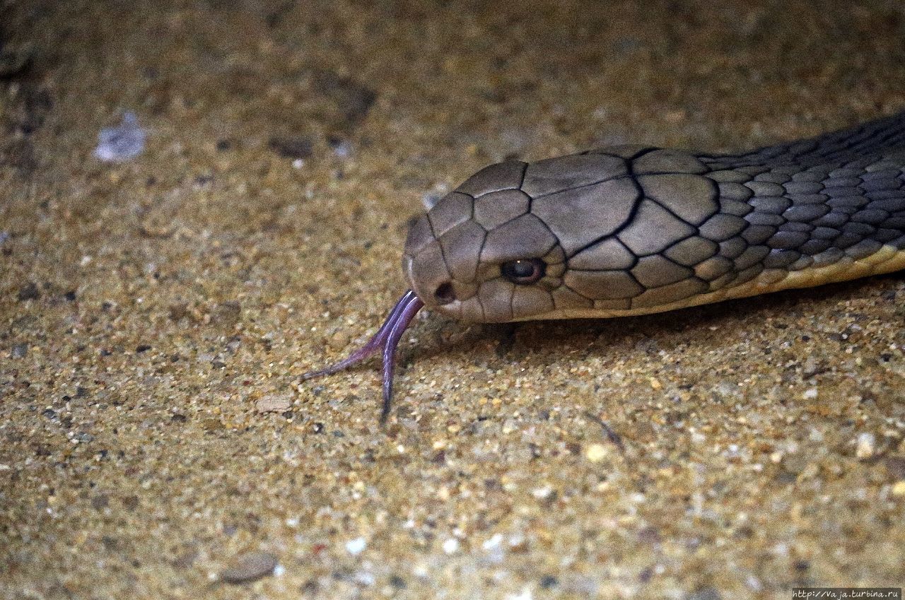 Звериный калейдоскоп. Змеи и грызуны Ханой, Вьетнам