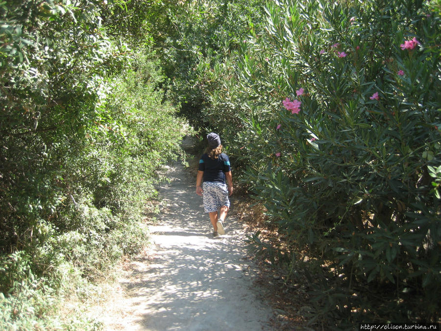 дебри таинственно сгущаются Акамас полуостров Национальный Парк, Кипр
