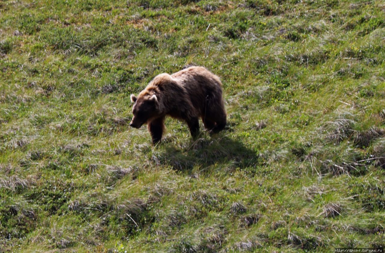 Животный мир Аляски. Бурый медведь гризли Национальный парк Денали, CША