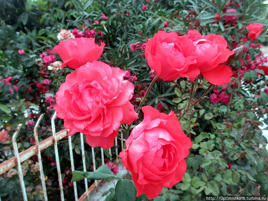 Цветущий Дидим Дидим, Турция