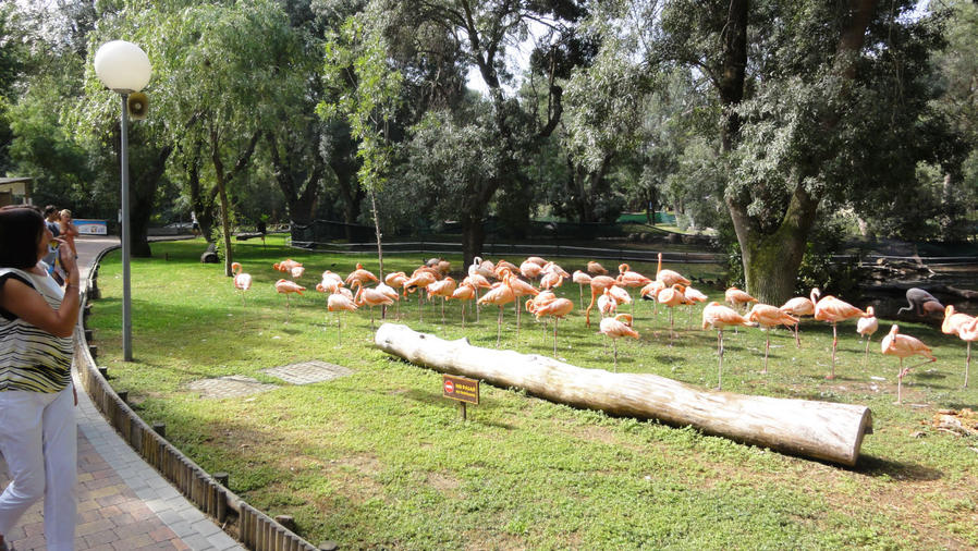Мадридский зоопарк или назад в детство Мадрид, Испания