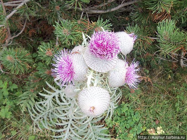 Колючка, но красивая!