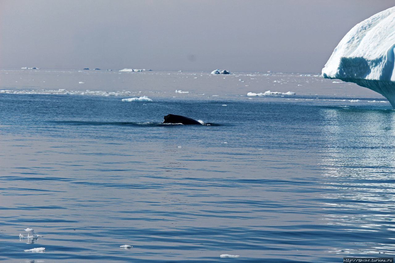 А-а... и горбатые киты Фьорд Илулиссат, Гренландия