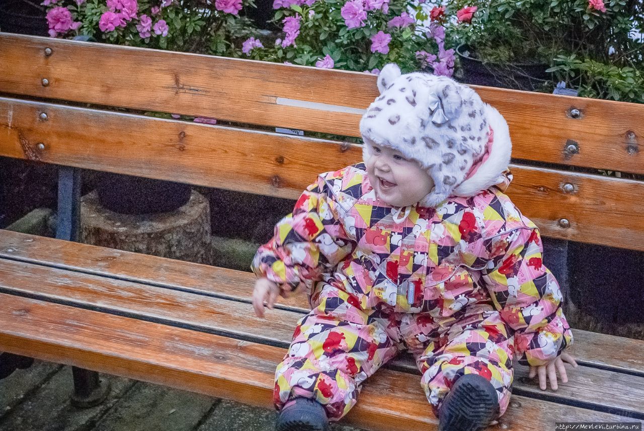 Среди азалий Рига, Латвия