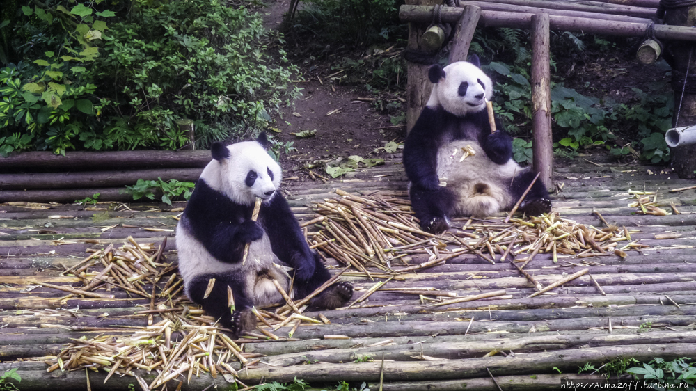 Центр изучения и разведения большой панды / Chengdu Research Base of Giant Panda Breeding