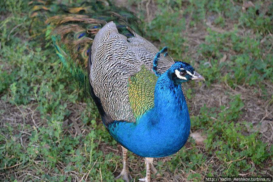 Берберы разводят павлинов