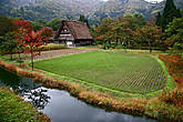 Традиционный дом в стиле гассё-дзукури и рисовое поле осенью. Сиракава, Япония