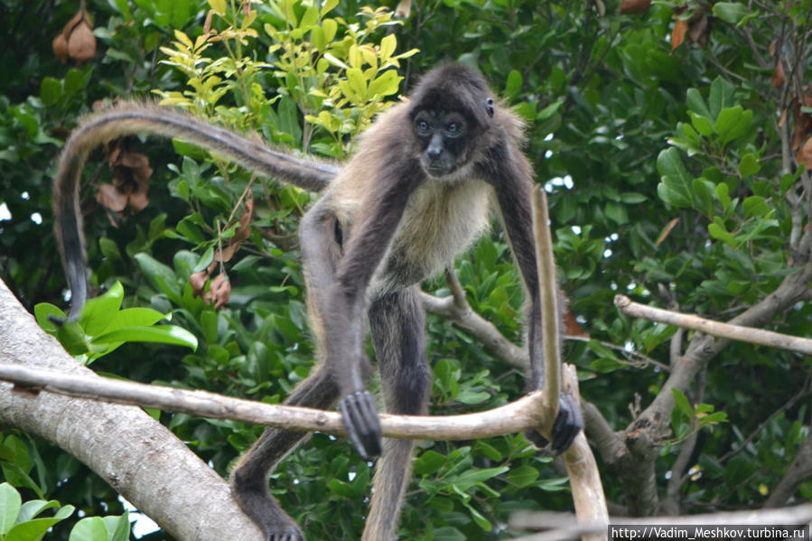 Паукообразная обезьяна Штат Кинтана-Роо, Мексика