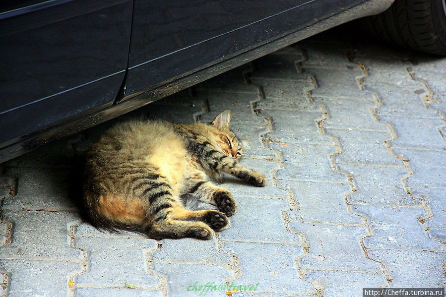 Ничто не сможет помешать кошке как следует выспаться! Стамбул, Турция