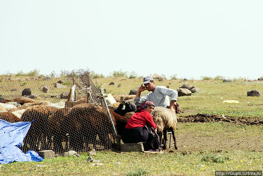 Мне показалось, что в отличие от армянских пастухов, курды недобро смотрят на приезжих и подходить к ним близко я бы, пожалуй, не решился. Арагац гора (4095м), Армения