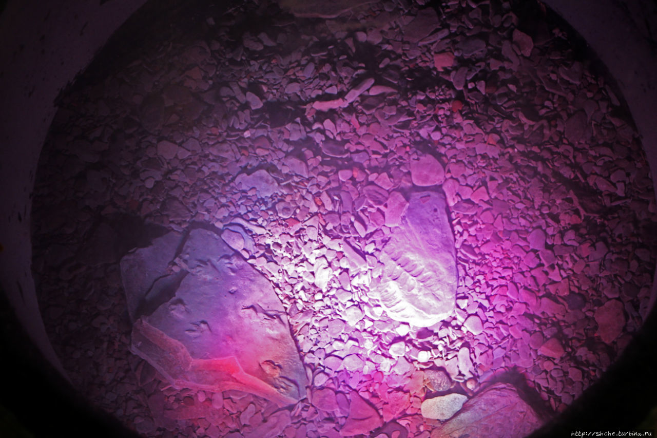 Скалы с окаменелостями в Джоггинсе (объект ЮНЕСКО № 1285)