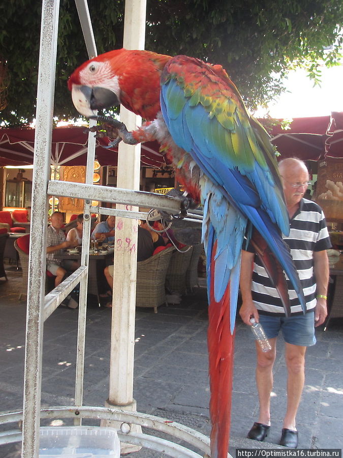 Попугаи, попугаи... Родос, остров Родос, Греция