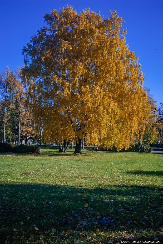 Осень в нашем парке Рига, Латвия