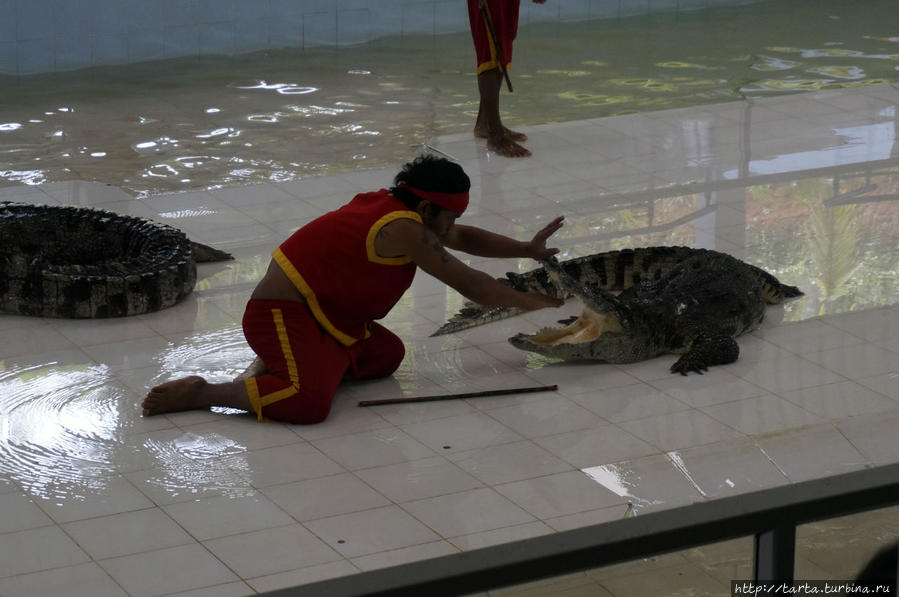 Крокодиловы  страсти Пхукет, Таиланд