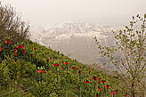 Западный Иран, низины гор Загрос весной покрываются цветным ковром, а на верхушках пиков лежит снег