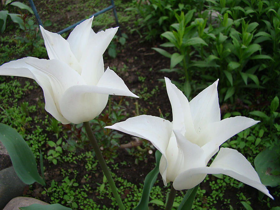 Девочки! Весна! Москва, Россия