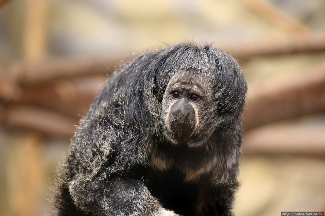 Зоопарк Лимы Лима, Перу