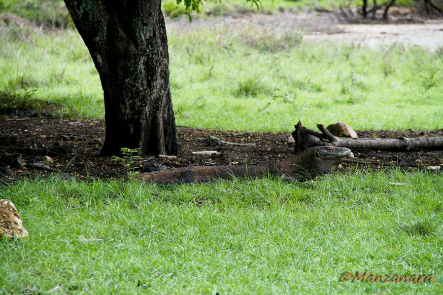 Индонезия. Остров Ринча Остров Ринка, Индонезия