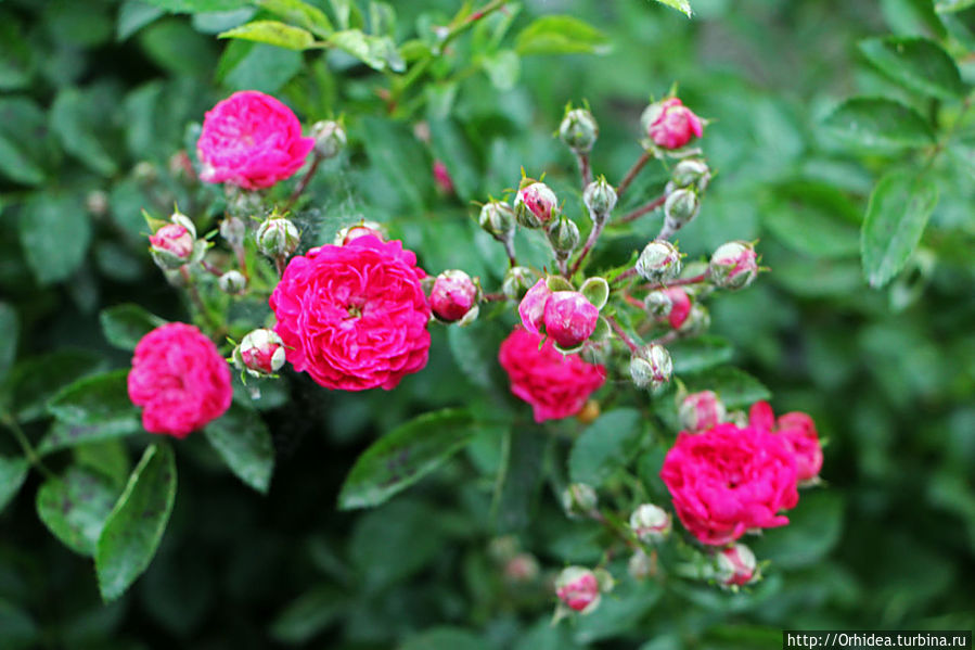 Яркие краски этого лета Харьковская область, Украина