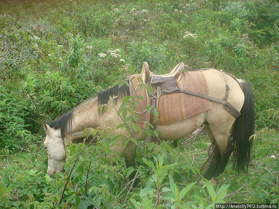 До крепости 1 км. Желающие могут воспользоваться лошадью. Чачапояс, Перу