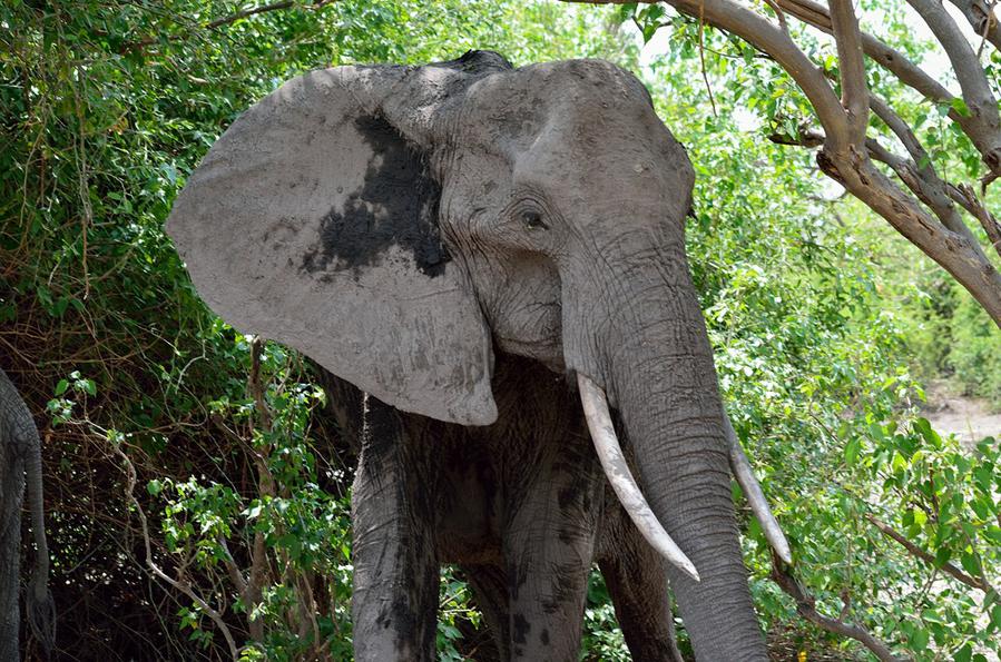 Слон. Рядом совсем. Как зарычит... Национальный парк Чобе, Ботсвана