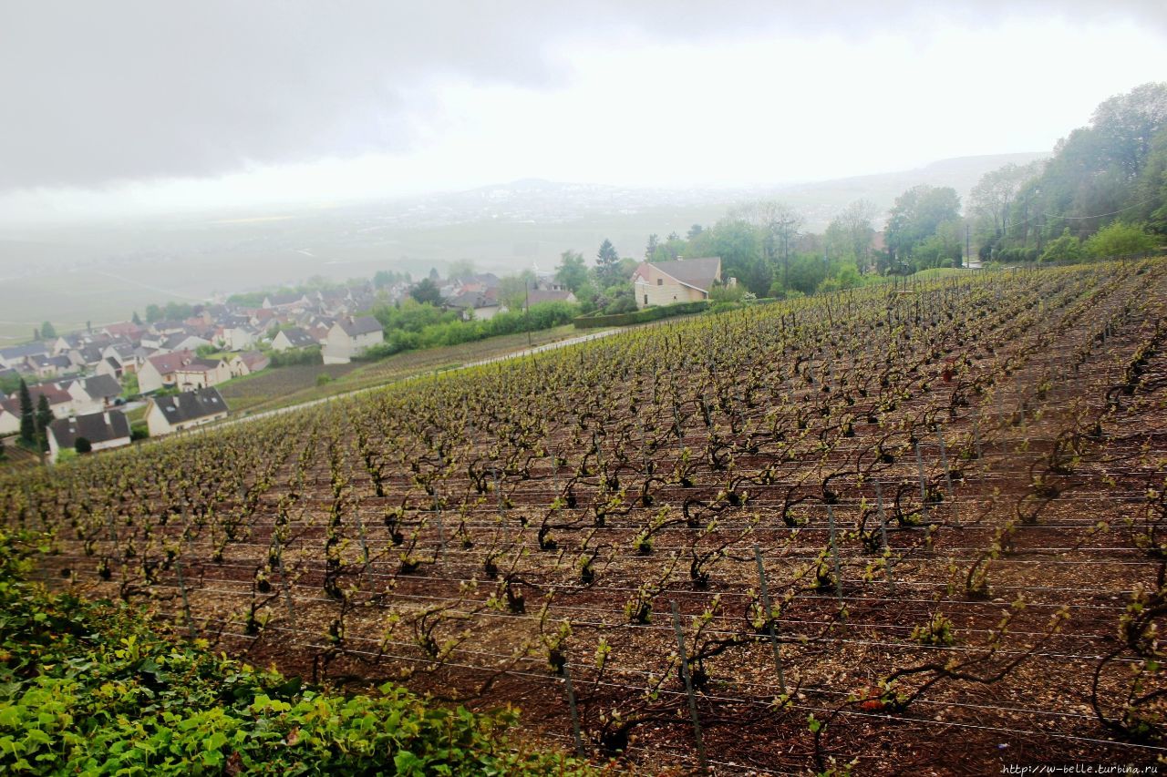 Дегустационный повод: виноградники Отвийе /Hautvillers Отвийе, Франция